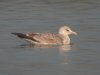 Caspian Gull at Paglesham Lagoon (Steve Arlow) (122425 bytes)